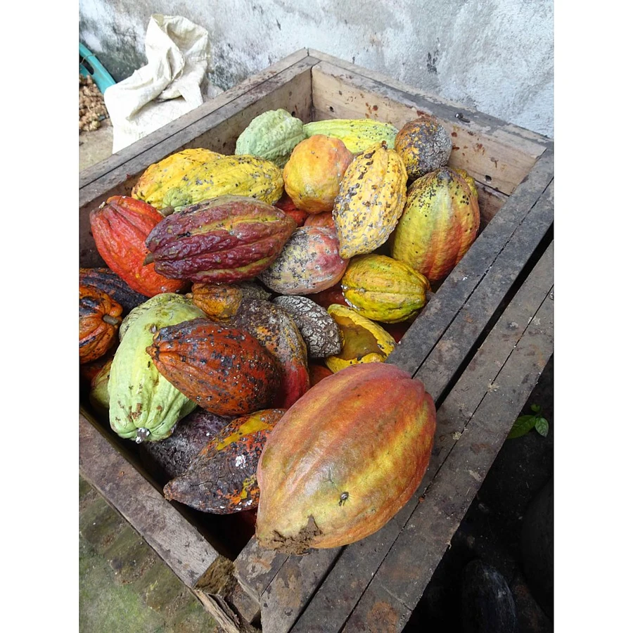 Curso Bean to Bar en la Italian FBM Area